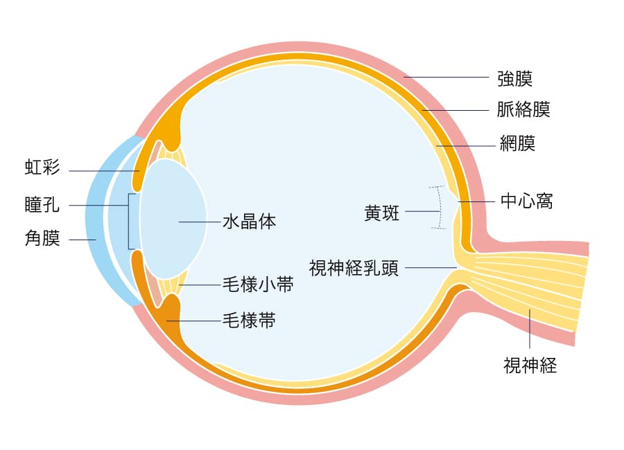 眼の構造